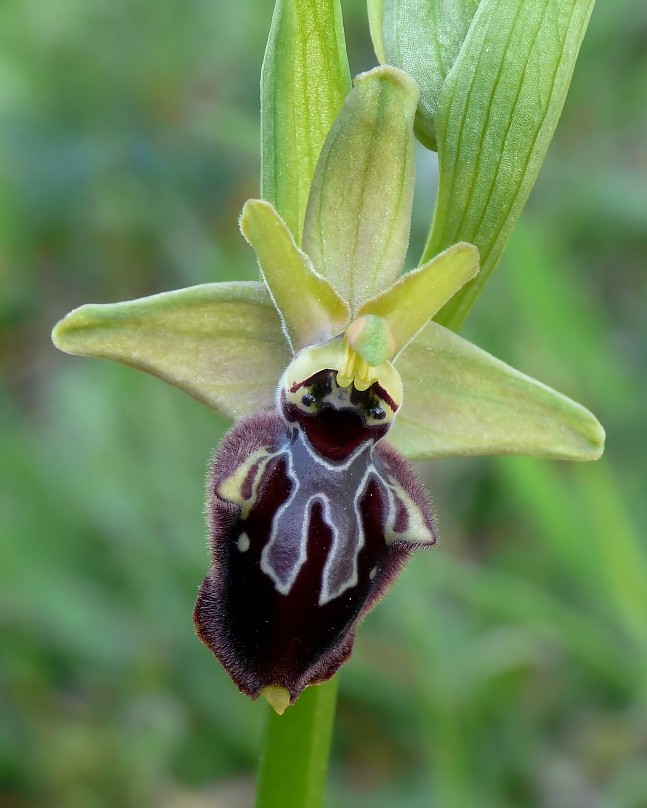 Ibrido - Ophrys apulica X Ophrys incubacea